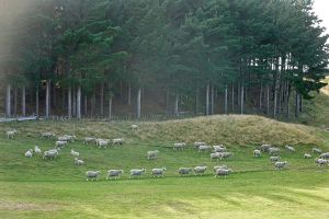 Waverley 12th Sheep